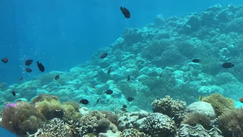 Underwater restaurant in the Maldives | Surreal fine dining experience