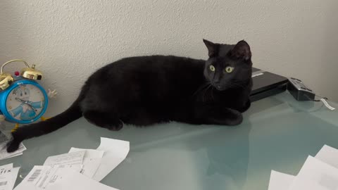 Adopting a Cat from a Shelter Vlog - Cute Precious Piper Has Too Much Paperwork