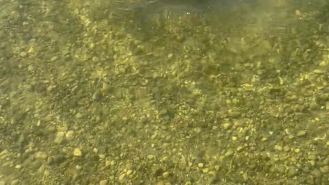 Lily the Golden Paws to Find the Perfect Rock