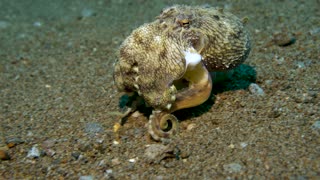 Little Octopus Crawls Along Ocean Floor