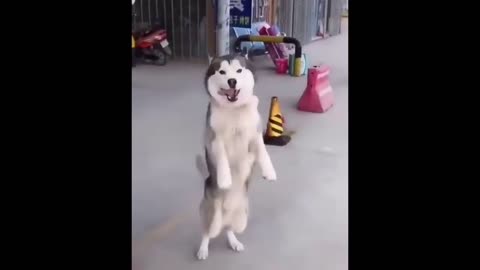 Dog with power of dance..funny