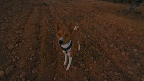 Action camera shot of cute petite little puppy, basenji pet dog with blue bandana