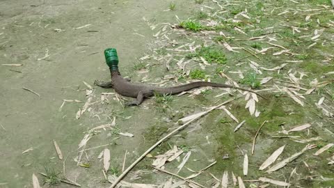 Man Cuts Plastic Bottle off Monitor Lizard Saving it