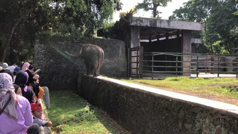 Gajah show di Ragunan - Jakarta