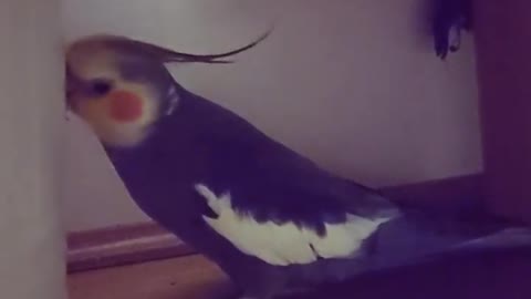 The cockatiel bird sings and imitates the voice of the dog by singing, amazing and fun