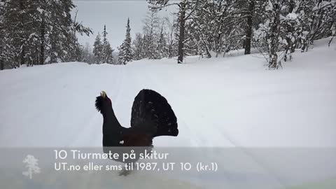 Mad Tjur/Capercaillie/Wood Grouse attacks skiing kids in Norway