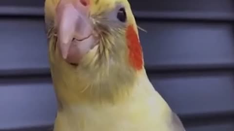 cockatiels singing original song