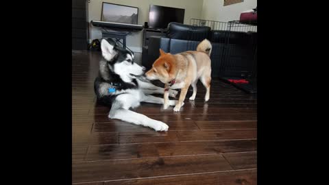 Husky And Shiba Inu Act Just Like Human Siblings