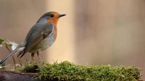 beautiful bird and nice