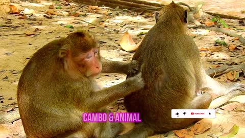 Wild Monkey Poor Adorable Babies MonkeyLife in Angkor Wat ,Baby So Cute , CAMBO & ANIMAL VDO 81