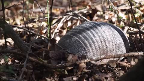 Armadillo Animal Armour Dasypus Novemcinctus Fauna