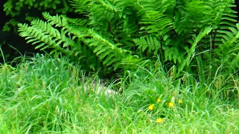 Smoke Phase Wild Turkey Hen