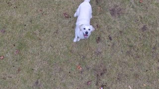 Golden Retriever Chases Drone