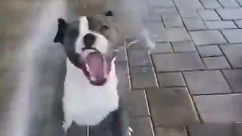🐶 Cute & Funny Dog Prank