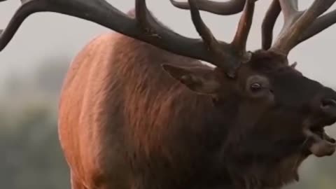 Deer sound