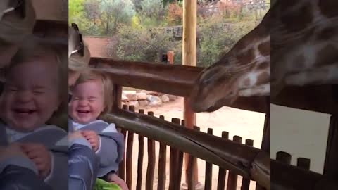 Animals in the zoo making fun of babies in a funny video