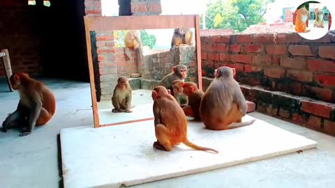 Mirror Vs Monkeys | OMG..Very Very Funny And Angry Reactions By Monkeys | Best In 2022