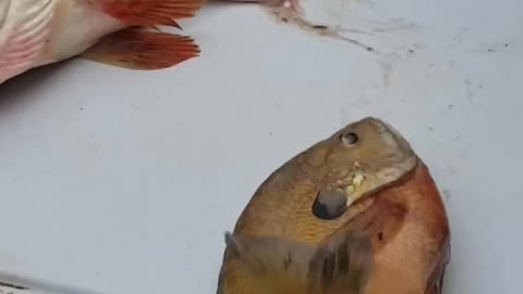 That was really unexpected 😯 | Alive fish from dead fish 🐠 | fish | fishing | fishvideos