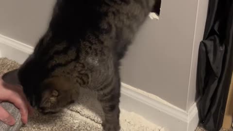 Adventurous Kitty Gets Stuck Behind Basement Wall