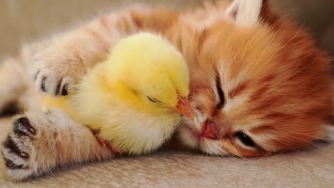 Cute88 [ Anak kucing tidur dengan ayam kecil 🐥