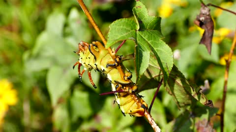 Caterpillar Insect Bug Large Horned Devil Hickory