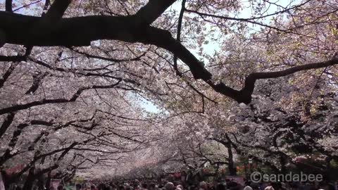歓声あがる上野公園桜吹雪、美しい日本の風景。Beautiful Japanese scenery,Cherry blossoms blizzard in Ueno Park