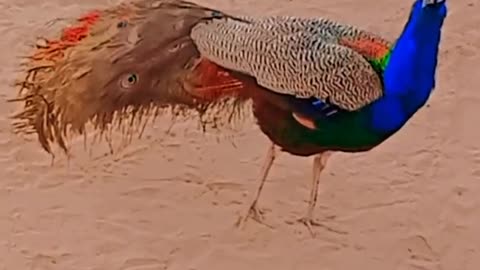 Hungry peacocks are no match for nest of aggressive fire ants