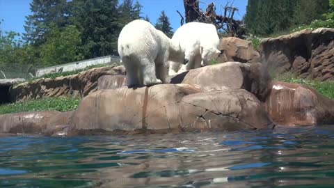 Happy Bearthday to Polar Bear Sisters Nora And Amelia Gray!