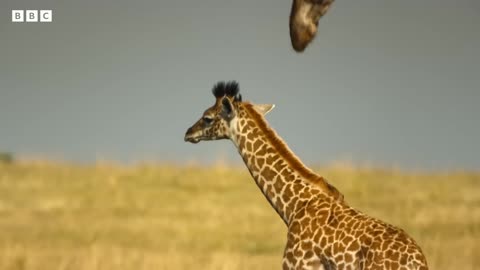 Baby giraffe makes new friends | Serengeti - BBC