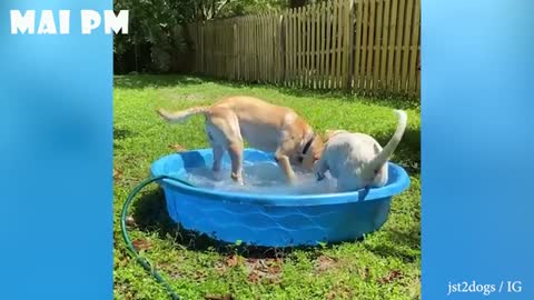 Funniest Dog Video 2021 - Don't try to hold back Laughter