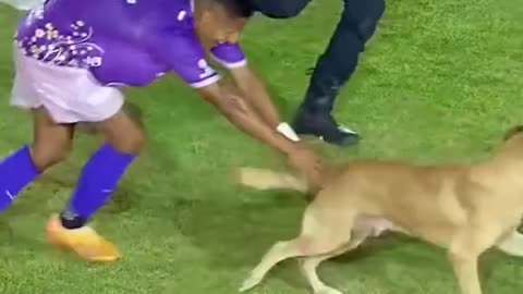 Dog entered in between live football match