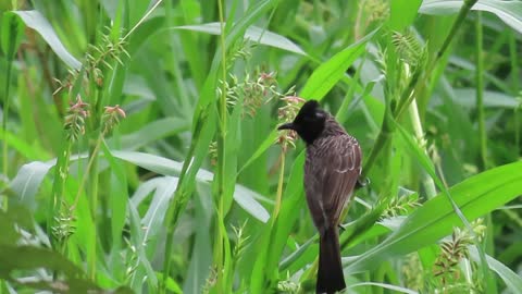 bulbul bird