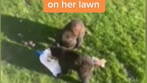 Connecticut woman gets a furry surprise on her lawn