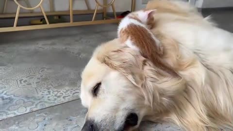 Tiny Kitten Uses a Golden Retriever as a Bed