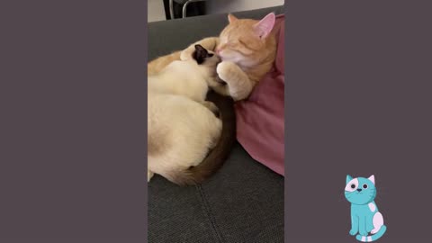 Two Lovely Meows Spreading Love