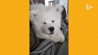 20 Minutes of Adorable Puppies # fun#