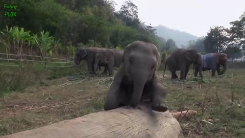 Most Funny and Cute Baby Elephant Videos Compilation