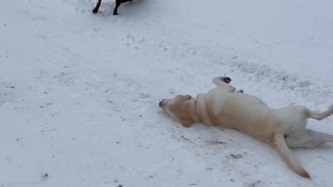 Labradors Slide Down Snowy Hill