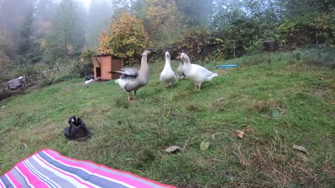 Goose hugs it's owner but attacks everyone else