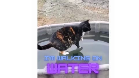 Cat walk on water!