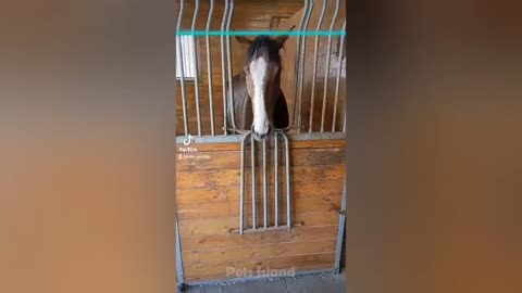 Crazy Horse Fails: The Best Horse Videos Ever | Pets Island