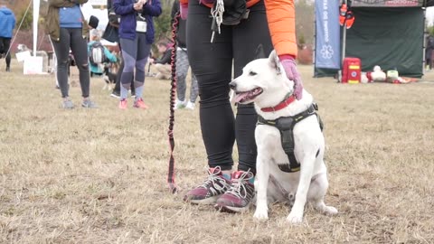 The Science of Puppy Love: How Dogs Boost Your Mental Health and Happiness!