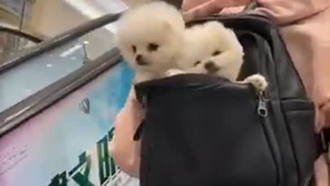 First Cute Pomeranian Puppy Bath _ Funny Dogs Puppies _ Min Puppy #6