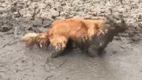 the dog is playing in a puddle