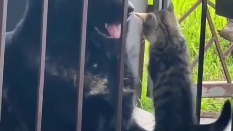 CATS_DOGS---- FUNNY CUTE VIDEO