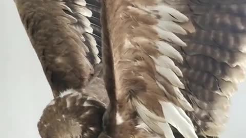 Big eagle