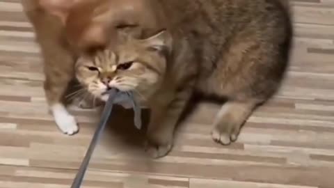 funny animals video