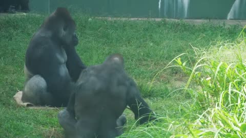 Hilarious Silverback Gorilla Playing a Prank on Son _ The Shabani Group.mp4