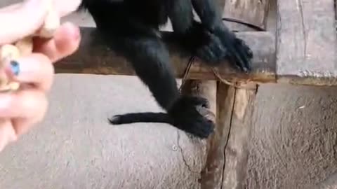 monkeys