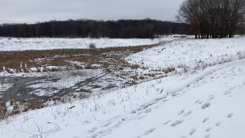 Sand cranes make a noisy exit